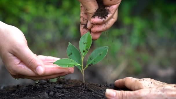 Mensen handen zorgen voor jonge plant boom spruit. — Stockvideo