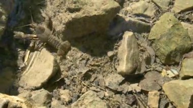 Yüzen karidesli temiz sığ su.