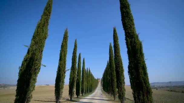 Cypress Trees Row along Tuscany Road - Οδηγός POV — Αρχείο Βίντεο