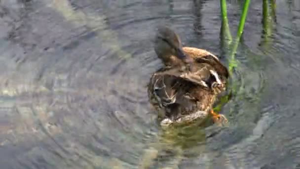 Duck înot în iaz în lacurile Plitvice, Croația . — Videoclip de stoc