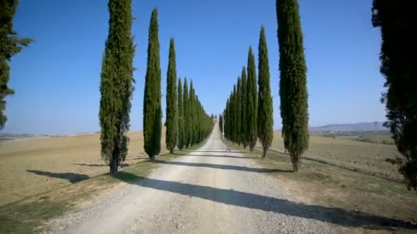 Fila de árboles de ciprés a lo largo de la carretera Toscana - Conductor POV — Vídeos de Stock