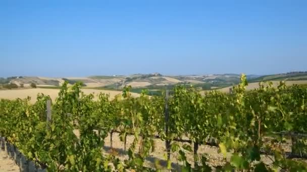 Lanskap Vineyard di Tuscany, Italia — Stok Video