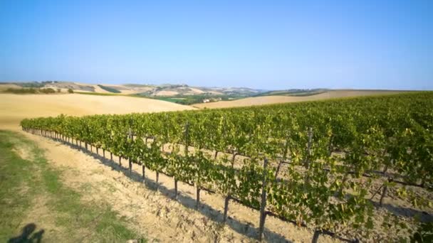 Пейзаж виноградника в Тоскане, Италия — стоковое видео