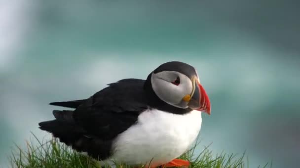 İzlanda 'daki Auk ailesinde vahşi Atlantik martı deniz kuşu. — Stok video