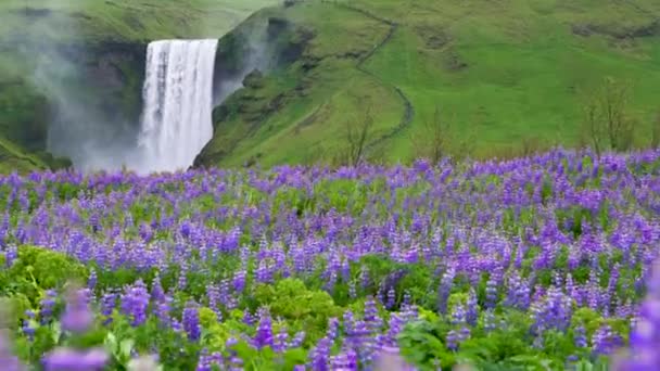 Skogafoss Waterfall in Iceland in Summer. — Stock Video