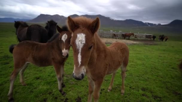 Caballo islandés en la naturaleza escénica de Islandia. — Vídeos de Stock