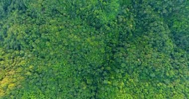 Dağ ve ormanın en üst manzarası.