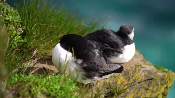 Wilder atlantischer Papageitaucher in der Familie der Auken in Island. — Stockvideo