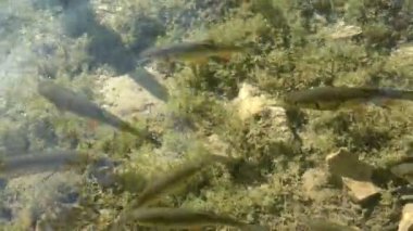 Yüzen balıklarla dolu berrak sığ su.