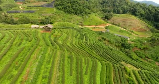 Вид з повітря на терасу чайної плантації на горі . — стокове відео