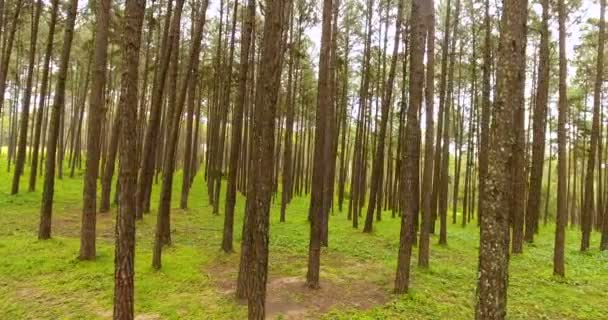 Pan através de pinheiros paisagem natureza floresta. — Vídeo de Stock