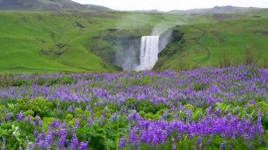 Skogafoss Şelalesi Yazın İzlanda 'da.