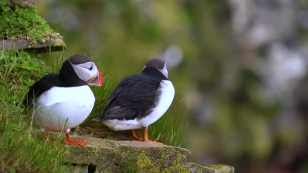 Wilder atlantischer Papageitaucher in der Familie der Auken in Island. — Stockvideo