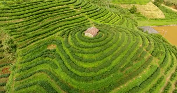 Aerial view of tea plantation terrace on mountain. — Stock Video