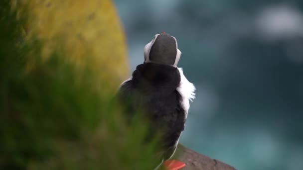 Oiseaux de mer de macareux de l'Atlantique sauvage dans la famille des pingouins en Islande. — Video