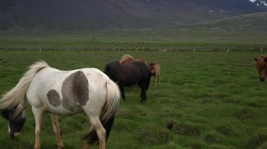 İzlanda 'nın manzaralı doğasında İzlanda atı.