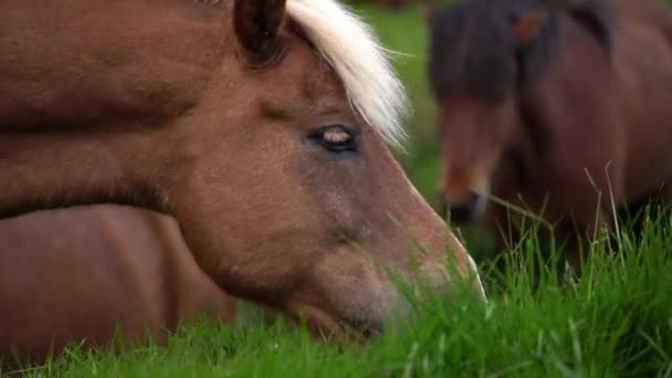 Cavalo islandês na natureza cênica da Islândia. — Vídeo de Stock