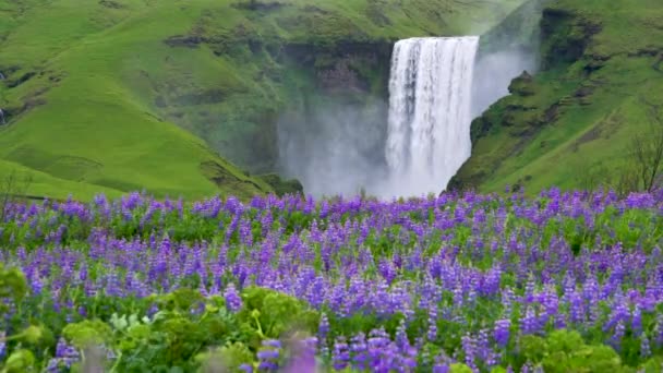 Wodospad Skogafoss w Islandii latem. — Wideo stockowe